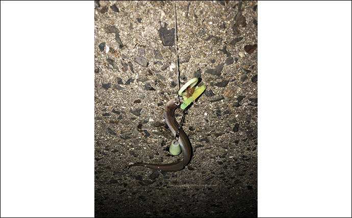 「タックルより仕掛けが重要？」 堤防ぶっこみアナゴ釣りの仕掛けを徹底解説