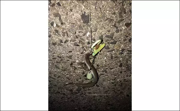 「「タックルより仕掛けが重要？」 堤防ぶっこみアナゴ釣りの仕掛けを徹底解説」の画像