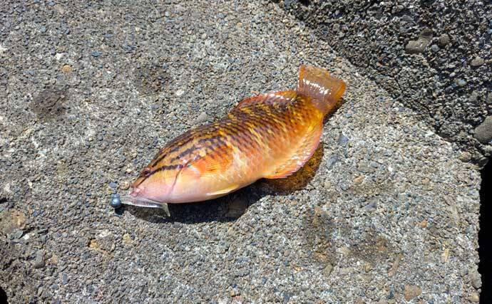 紀南エリアのランガンルアーフィッシングでガシラ祭り【和歌山】今後はアオリに期待