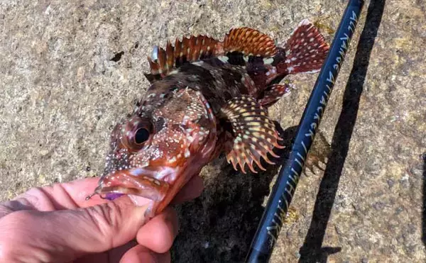 「紀南エリアのランガンルアーフィッシングでガシラ祭り【和歌山】今後はアオリに期待」の画像