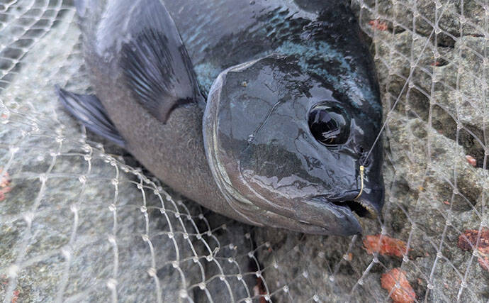 夏の湧きグレ攻略に効果あり！　フカセ釣り師が愛用する「グレ針」の実力とは