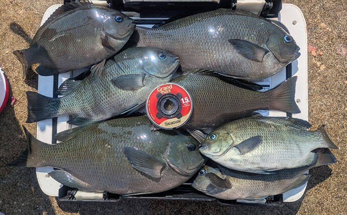 夏の湧きグレ攻略に効果あり！　フカセ釣り師が愛用する「グレ針」の実力とは