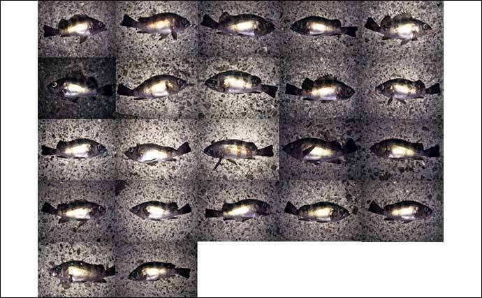 波止ナイトメバリングゲームで25.5cm頭にメバル9匹　ワインドで手中