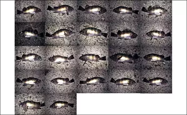 「波止ナイトメバリングゲームで25.5cm頭にメバル9匹　ワインドで手中」の画像