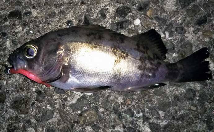 波止ナイトメバリングゲームで25.5cm頭にメバル9匹　ワインドで手中