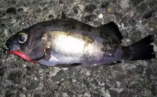 「波止ナイトメバリングゲームで25.5cm頭にメバル9匹　ワインドで手中」の画像