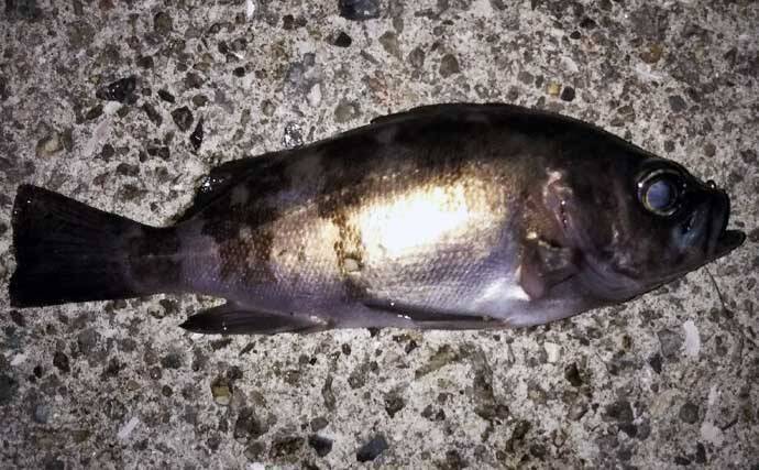 波止ナイトメバリングゲームで25.5cm頭にメバル9匹　ワインドで手中