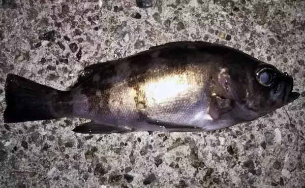 「波止ナイトメバリングゲームで25.5cm頭にメバル9匹　ワインドで手中」の画像