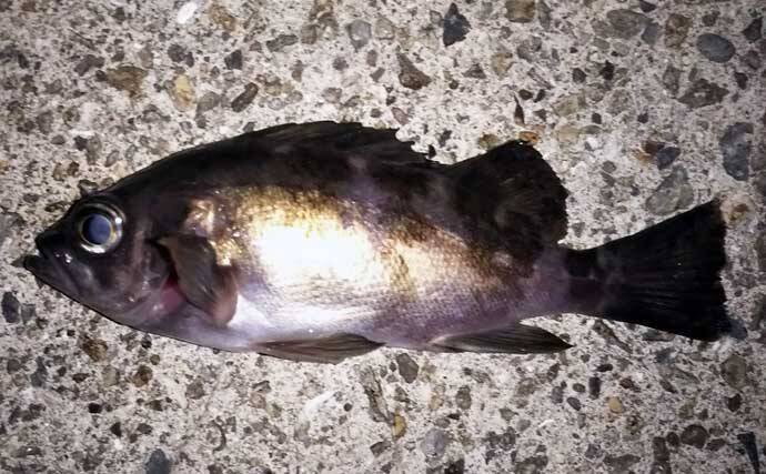 波止ナイトメバリングゲームで25.5cm頭にメバル9匹　ワインドで手中