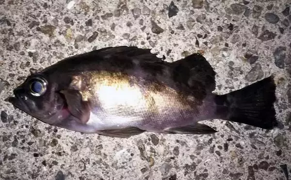 「波止ナイトメバリングゲームで25.5cm頭にメバル9匹　ワインドで手中」の画像