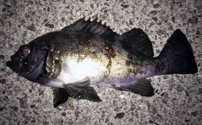 波止ナイトメバリングゲームで25.5cm頭にメバル9匹　ワインドで手中