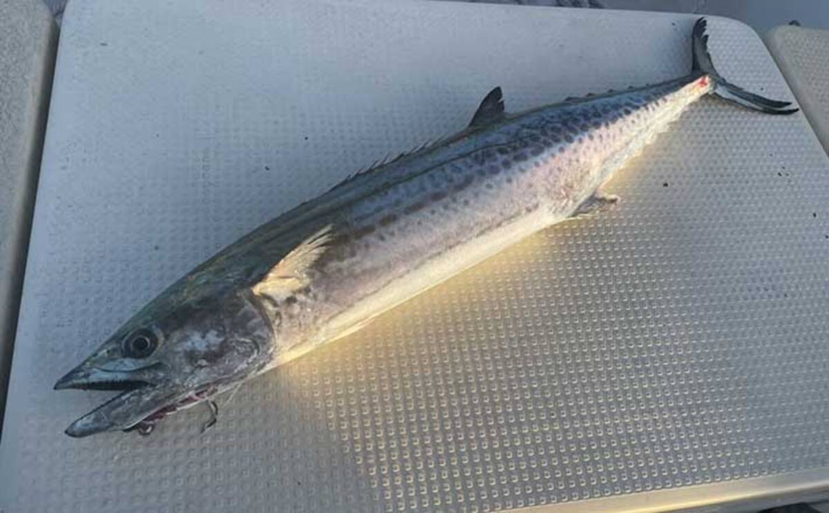 沖のサワラキャスティングゲーム入門 ロッド リール ラインの選び方 22年9月2日 エキサイトニュース 沖のサワラキャスティングゲーム入門 ロッド リール ラインの選び方 22年9月2日 エキサイトニュース