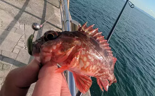 「暴風＆激流の淡路島ライトゲームでガシラ30匹超えキャッチ【兵庫】25cm級も登場」の画像