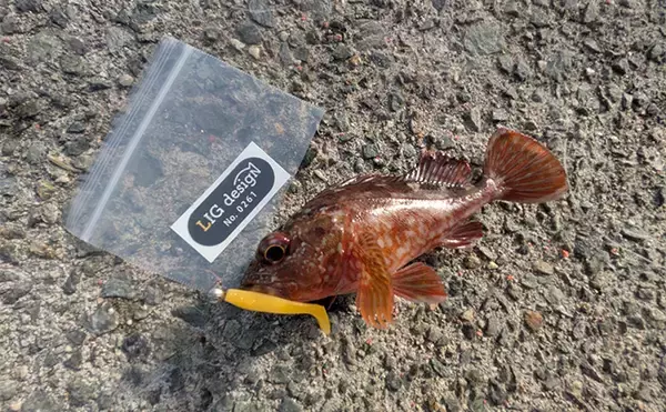 「暴風＆激流の淡路島ライトゲームでガシラ30匹超えキャッチ【兵庫】25cm級も登場」の画像