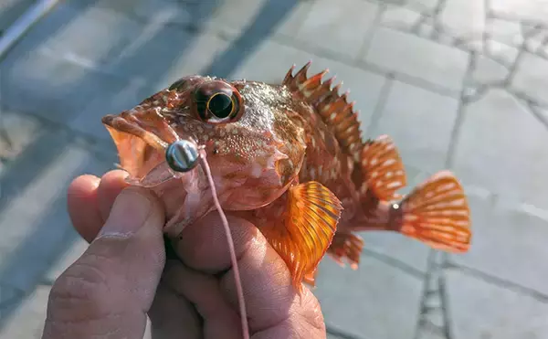 「暴風＆激流の淡路島ライトゲームでガシラ30匹超えキャッチ【兵庫】25cm級も登場」の画像