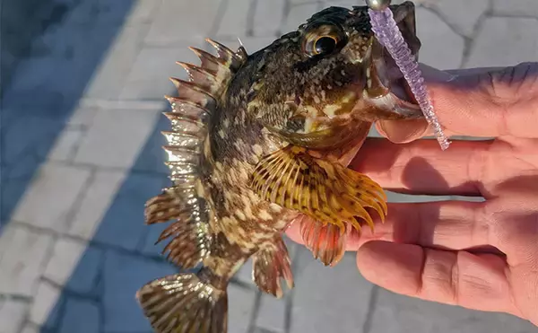 「暴風＆激流の淡路島ライトゲームでガシラ30匹超えキャッチ【兵庫】25cm級も登場」の画像