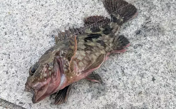 「暴風＆激流の淡路島ライトゲームでガシラ30匹超えキャッチ【兵庫】25cm級も登場」の画像