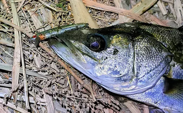 沈むルアー代表「シンキングミノー」は真冬こそ効果的！低活性時の使い方を解説