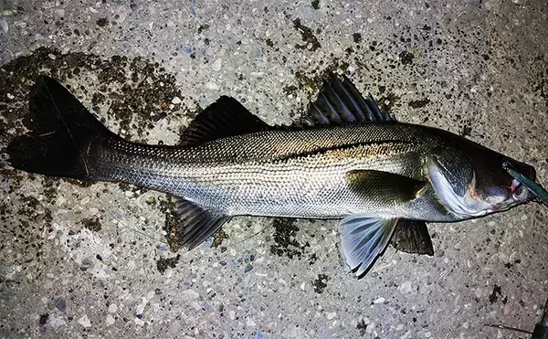 「沈むルアー代表「シンキングミノー」は真冬こそ効果的！低活性時の使い方を解説」の画像