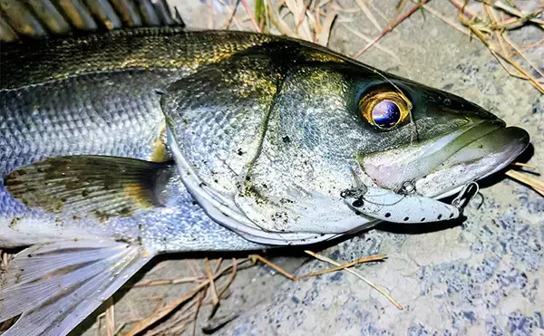 「沈むルアー代表「シンキングミノー」は真冬こそ効果的！低活性時の使い方を解説」の画像