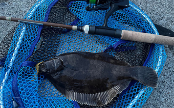 釣った2種のカレイ煮付けを食べ比べしてみた！ イシガレイとクロガシラカレイどっちが美味しい？