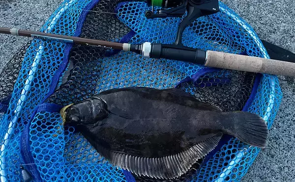 釣った2種のカレイ煮付けを食べ比べしてみた！ イシガレイとクロガシラカレイどっちが美味しい？