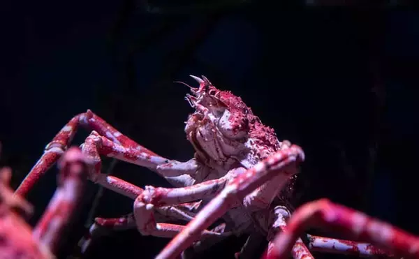 「意外と知らない海の生き物のコト　深海生物が水圧で潰れない理由とは？」の画像