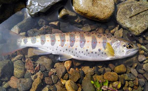 渓流エサ釣りでアマゴ30匹超え アマゴ起こしの水 で本番突入か 22年4月7日 エキサイトニュース