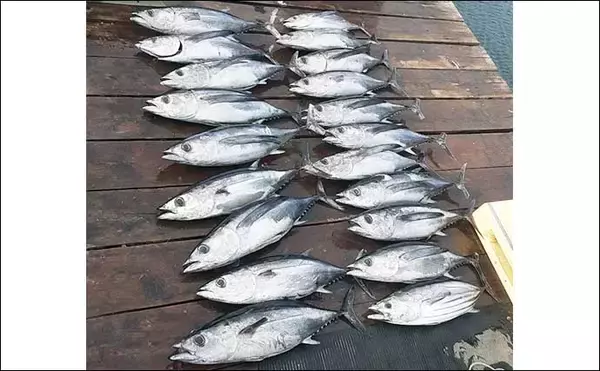 「船釣り最新釣果情報【三重】泳がせ釣りでグッドサイズのヒラメが顔出し」の画像