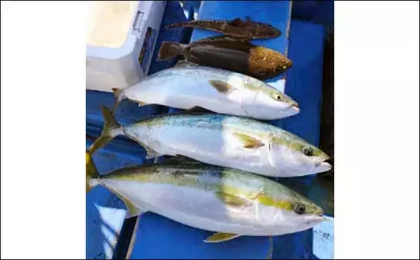 「船釣り最新釣果情報【三重】泳がせ釣りでグッドサイズのヒラメが顔出し」の画像