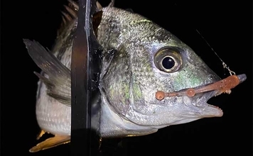 大阪南港での釣りの「昔と今」 変わりゆくターゲットと増える釣り禁止エリア