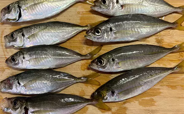 「釣りとBBQができるゲストハウス「ハシンシタ」でのアジングで本命20尾超え【熊本】」の画像