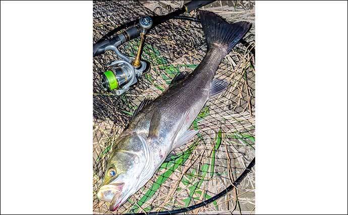 庄内川のリバーシーバスゲームで53cmヒット！【愛知】明暗の境界でスイッチヒッター炸裂