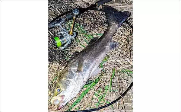 「庄内川のリバーシーバスゲームで53cmヒット！【愛知】明暗の境界でスイッチヒッター炸裂」の画像