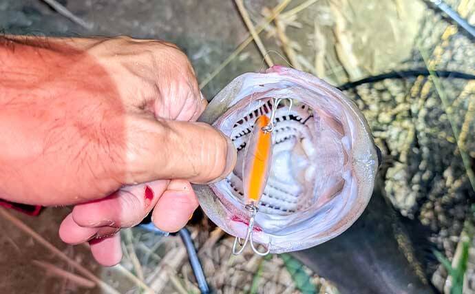 庄内川のリバーシーバスゲームで53cmヒット！【愛知】明暗の境界でスイッチヒッター炸裂