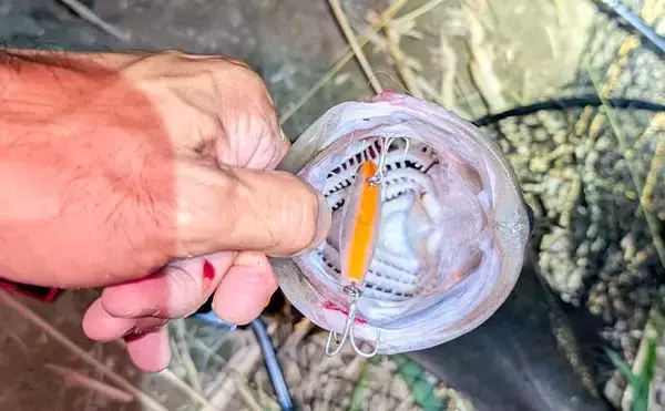 「庄内川のリバーシーバスゲームで53cmヒット！【愛知】明暗の境界でスイッチヒッター炸裂」の画像