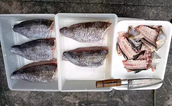 「大山沖で35cmオーバー良型イサキが好ヒット！【武丸・愛知】トップは17匹」の画像