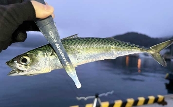 宮城遠征で良型マイワシとサバをキャッチ　ぶっこみサビキ釣行をレポート