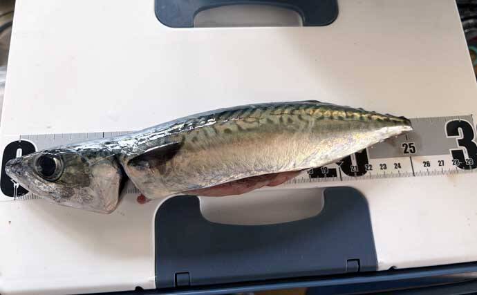 宮城遠征で良型マイワシとサバをキャッチ　ぶっこみサビキ釣行をレポート