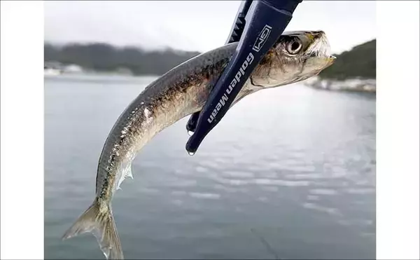 「宮城遠征で良型マイワシとサバをキャッチ　ぶっこみサビキ釣行をレポート」の画像