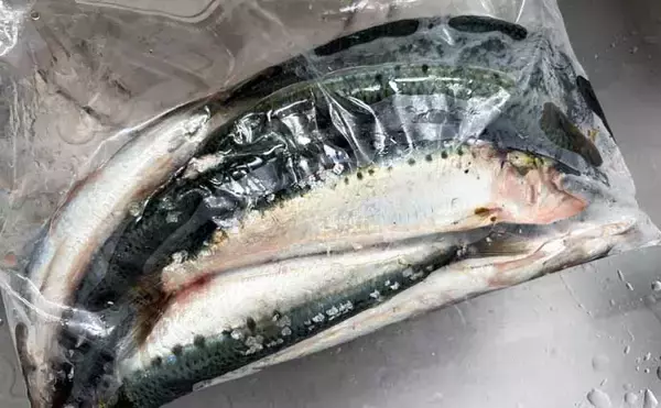 「宮城遠征で良型マイワシとサバをキャッチ　ぶっこみサビキ釣行をレポート」の画像