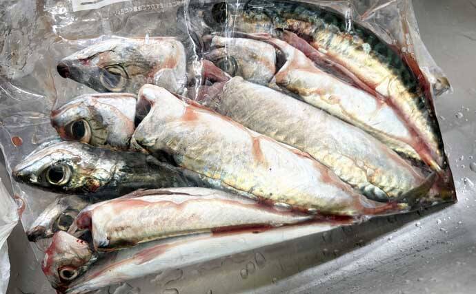 宮城遠征で良型マイワシとサバをキャッチ　ぶっこみサビキ釣行をレポート