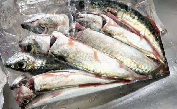 「宮城遠征で良型マイワシとサバをキャッチ　ぶっこみサビキ釣行をレポート」の画像