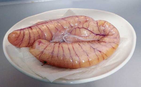 釣り人的 珍味レシピ 魚卵のカラスミ ボラ以外の魚でも作成可能 22年3月5日 エキサイトニュース