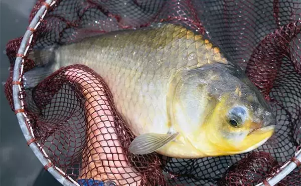 管理池で夏のヘラブナ釣りを満喫【愛知・ひだ池】子供も本命ゲットに笑顔