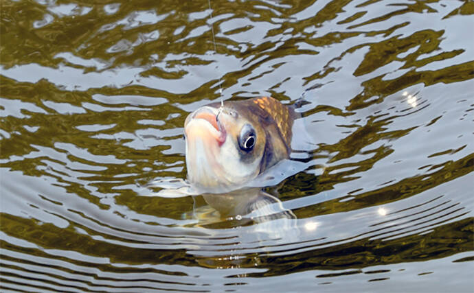 管理池で夏のヘラブナ釣りを満喫【愛知・ひだ池】子供も本命ゲットに笑顔