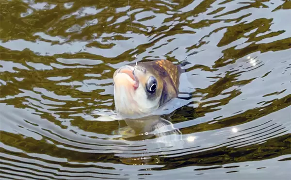 「管理池で夏のヘラブナ釣りを満喫【愛知・ひだ池】子供も本命ゲットに笑顔」の画像