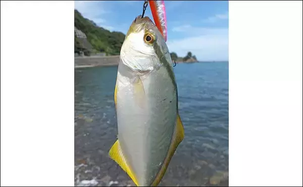 「陸っぱりライトルアー釣りで20cm級ショゴ（カンパチ）の入れ食いを堪能【静岡・南伊豆】」の画像