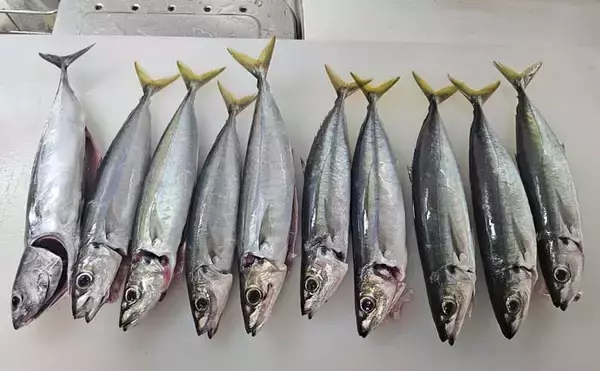 「串本のカセ釣りで１メーター超えブリが浮上！【和歌山】ゲストにムロアジも連発」の画像