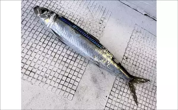 「夜イカ釣りで釣ったイカを泳がせて74cmマダイをキャッチ！【福井】」の画像